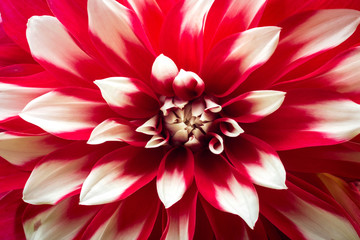 pink flower isolated with clipping path. Closeup big shaggy flower.