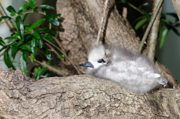 Fluffy white tern chick in its 'nest' on the bare branch of a tree. In Lord Howe Island, New South Wales, Australia.