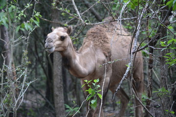 Camel hiding in the woods