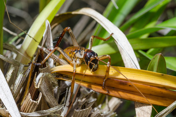 Macro image of an Auckland tree weta, an insect endemic to New Zealand, among leaves.