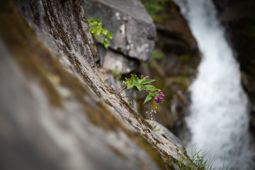 Purple Flower by a Waterfall