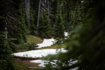 Snow Covered Trees in Forest