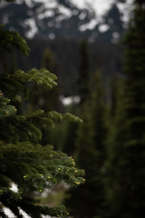 Tree with a Blurry Background