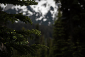 Tree Branch with a Blurry Background