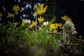 Close Up of Yellow and White Flowers