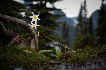 White Flower with a Blurry Background
