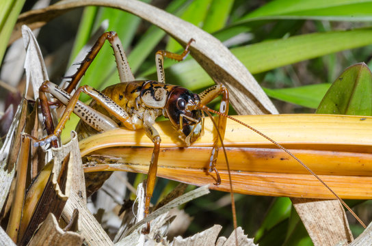 Macro image of an Auckland tree weta, an insect endemic to New Zealand, among leaves.