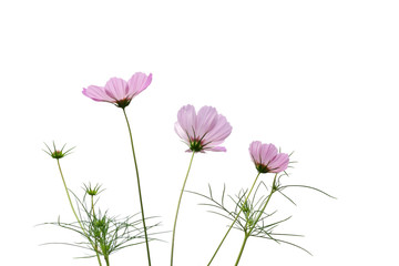 Obraz na płótnie Canvas isolated beautiful cosmos flowers blooming on white background