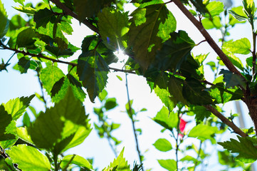 green leaves and sun reflection background