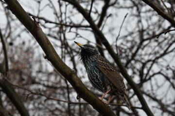 Bird in Paris