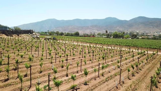 Vineyard and tractor