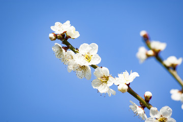 青空と梅の花
