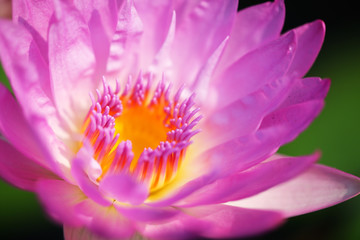 close up texture of beautiful blooming petal lotus flower background
