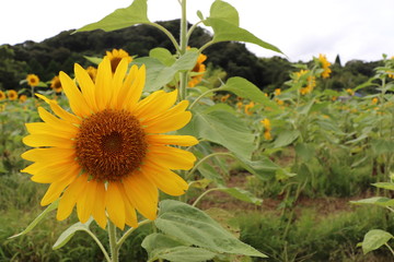 A sunflower