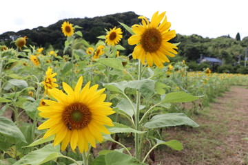 Two sunflowers