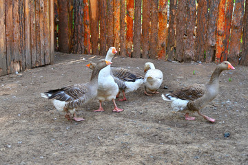 Geese on the farm