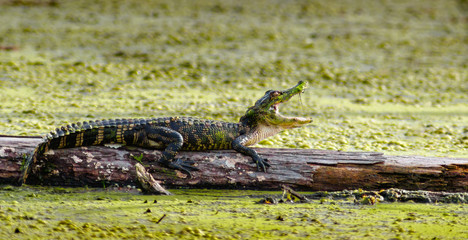 American Alligator on a log in a Louisiana bayou
