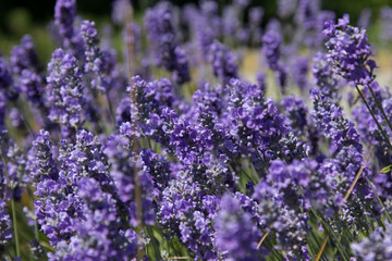 beautiful thick lavender flowers