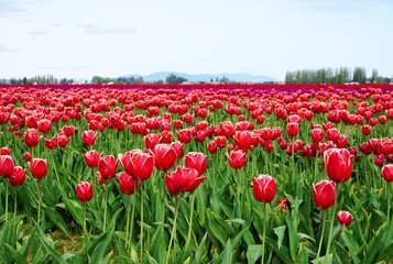 Blooming red and white tulips stretching to the horizon