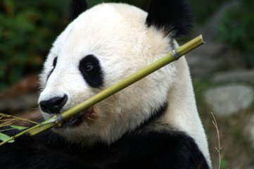 Pandabär mit Bambus