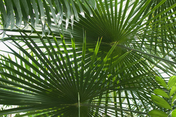 Obraz na płótnie Canvas Ribbon Fan Palm Tree Background (Livistona decipiens)