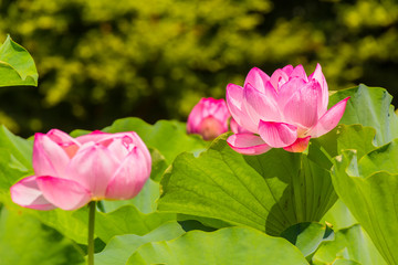 Lotus Flower.Background is the lotus leaf and lotus flower and tree.Shooting location is Yokohama, Kanagawa Prefecture Japan.