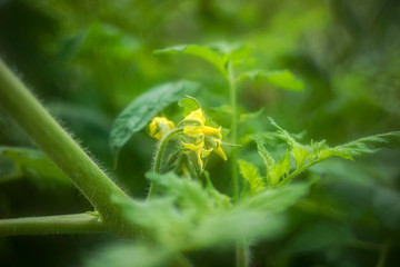 トマトの花