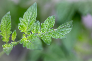 トマトの葉っぱ