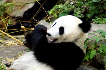 Fototapeta premium großer Panda beim Essen von Bambus