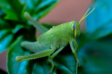 Bright green grasshopper on a sweet basil plant in the garden