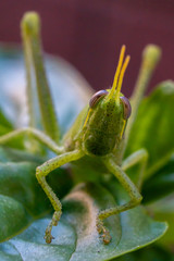 Bright green grasshopper on a sweet basil plant in the garden