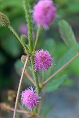 Sensitive plant or Mimosa pudica , Sleeping Grass, touch me not,Purple flower