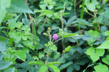 Obraz na płótnie Canvas Sensitive plant or Mimosa pudica , Sleeping Grass, touch me not,Purple flower