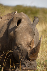 Fototapeta premium Rhino Head shot with bird