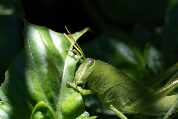 Bright green grasshopper on a sweet basil plant in the garden