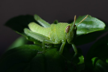 Bright green grasshopper on a sweet basil plant in the garden