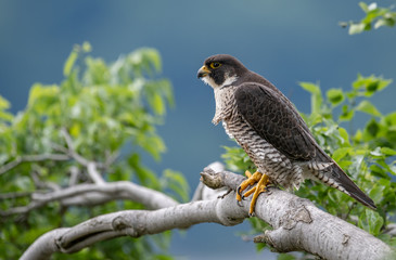 Peregrine Falcon 
