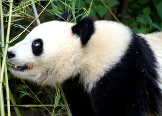 großer Pandabär von der Seite