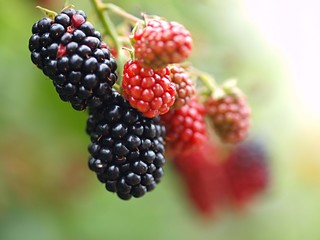 熟し始めたブラックベリ-