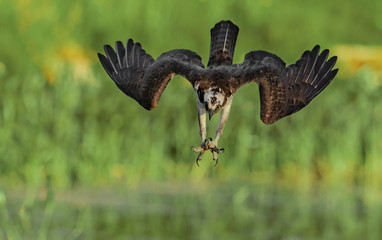Fototapeta premium Osprey 