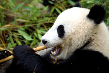 gro&szlig;er Pandab&auml;r beim Fressen von Bambus 