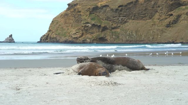 Sea lions on the beach - New Zealand, Dunedin