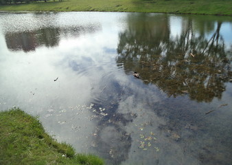Fototapeta na wymiar duck on the pond in the park
