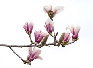Foto op Canvas Pink magnolia flowers isolated on white background © xiaoliangge