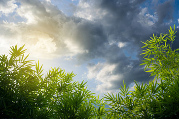 Green bamboo leaves against a blue sky with clouds.