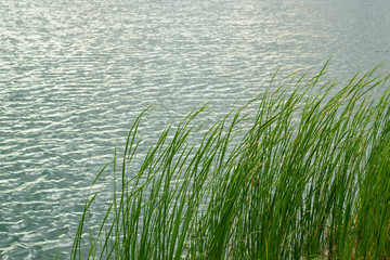 green leaves of  Typha angustifolia grass with a river on background.