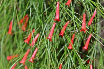 Close up small decumbent red flower of russelia equisetiformis flower, also known as fountainbush, firecracker plant, coral plant, coral fountain, coralblow and fountain plant, is a weeping subshrub.