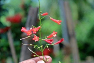 Close up small decumbent red flower of russelia equisetiformis flower, also known as fountainbush, firecracker plant, coral plant, coral fountain, coralblow and fountain plant, is a weeping subshrub.