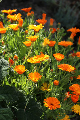 Calendula flowers in the sunlight