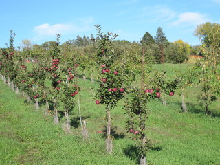 Fototapeta na wymiar Apple trees in the orchard